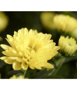 Herbst-Chrysantheme Mit Gras Im Blumenkasten, Verschiedene Farben -Pflanzen Promotion Geschäft 8213217 PR DE 011 ChrysanthemeMultifloraImKastenMitGrasDehnerExpressZS