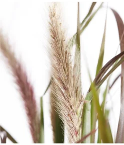 Herbst-Chrysantheme Mit Gras Im Blumenkasten, Verschiedene Farben -Pflanzen Promotion Geschäft 8213217 PR DE 012 ChrysanthemeMultifloraImKastenMitGrasDehnerExpressZS