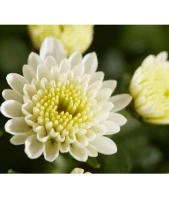 Herbst-Chrysantheme Mit Gras Im Blumenkasten, Verschiedene Farben -Pflanzen Promotion Geschäft 8213217 PR DE 021 ChrysanthemeMultifloraImKastenMitGrasDehnerExpressZS
