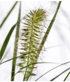 Herbst-Chrysantheme Mit Gras Im Blumenkasten, Verschiedene Farben -Pflanzen Promotion Geschäft 8213217 PR DE 022 ChrysanthemeMultifloraImKastenMitGrasDehnerExpressZS
