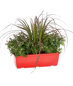 Herbst-Chrysantheme Mit Gras Im Blumenkasten, Verschiedene Farben -Pflanzen Promotion Geschäft 8213217 PR FS 002 ChrysanthemeMulitfloraMitGrasKastenDehnerExpressHerzig