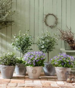 Eukalyptus, Stämmchen -Pflanzen Promotion Geschäft 8214017 PR MO 001 PericallisSenetti GC02 2022 01