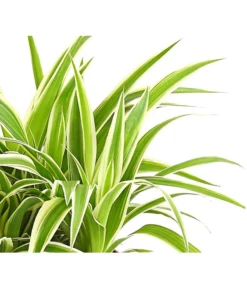 Grünlilie - Chlorophytum Comosum 'Ocean' -Pflanzen Promotion Geschäft 8215329 WE DE 001 ChlorophytumOceanGruenlilieFloradania