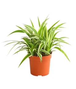 Grünlilie - Chlorophytum Comosum 'Ocean'