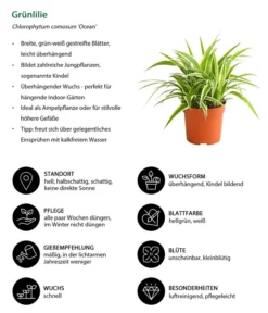 Grünlilie - Chlorophytum Comosum 'Ocean' -Pflanzen Promotion Geschäft 8215329 WE IG 001 GruenlilieChlorophytumOceanT10DehnerExpressHerzig