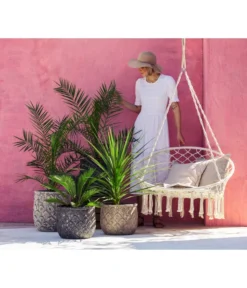 XXL Kanarische Dattelpalme, Ca. 140-160 Cm 7 XXL Kanarische Dattelpalme, Ca. 140-160 Cm -Pflanzen Promotion Geschäft 8216277 WE MO 001 DracaenaIndivisiaT20