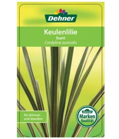 Keulenlilie - Cordyline Australis Variegata -Pflanzen Promotion Geschäft 8216368 CorylineBuntEtikett1