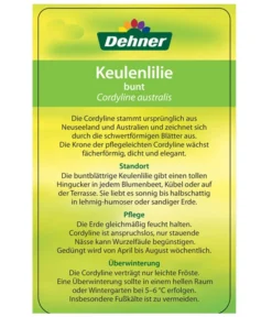 Keulenlilie - Cordyline Australis Variegata -Pflanzen Promotion Geschäft 8216368 CorylineBuntEtikett2