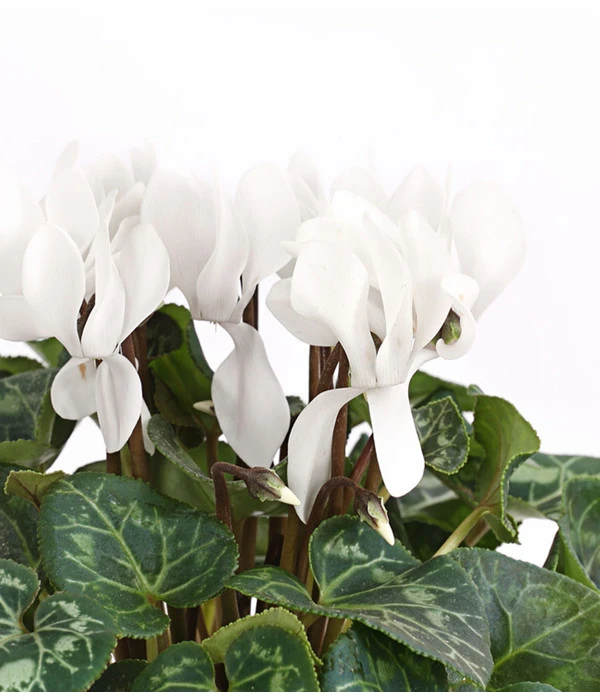 Midi Alpenveilchen, Weiß 2 Midi Alpenveilchen, Weiß – Bild 2