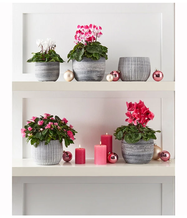 Midi Alpenveilchen, Weiß 3 Midi Alpenveilchen, Weiß – Bild 3