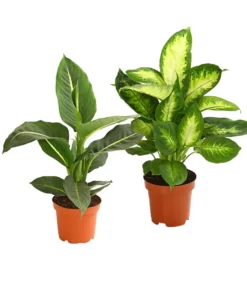Dieffenbachie - Dieffenbachia Maculata, Verschiedene Sorten