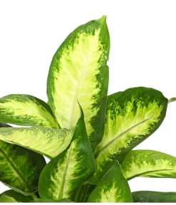 Dieffenbachie - Dieffenbachia Maculata, Verschiedene Sorten -Pflanzen Promotion Geschäft 8219818 WE DE 001 DieffenbachieDieffenbachiaMixT12DehnerExpressHerzig