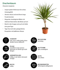 Zimmerpflanzen-Set Drachenhöhle, 4-teilig -Pflanzen Promotion Geschäft 8221335 WE IG 001 DrachenbaumDracaenaMarginataStammT11DehnerExpressHerzig