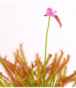 Kap-Sonnentau - Drosera Capensis -Pflanzen Promotion Geschäft 8223042 WE DE 002 DroseraCapensisT9DehnerExpressHerzig