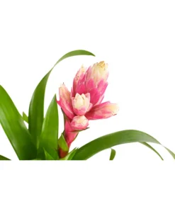 Guzmanie - Guzmania 'Candy' -Pflanzen Promotion Geschäft 8223315 PR DE 001 GuzmaniaCandyT12DehnerExpressHerzig