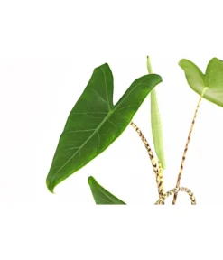 Pfeilblatt - Alocasia Zebrina -Pflanzen Promotion Geschäft 8223521 PR DE 001 AlocasiaZebrinaT15DehnerExpressHerzig