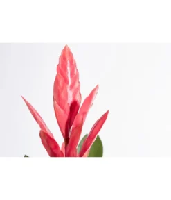 Vriesea - Bromelia Cultivars 'Intenso Pink' -Pflanzen Promotion Geschäft 8223877 PR DE 001 VrieseaIntensoPinkT12DehnerExpressZS