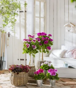 Edelgeranie, Stämmchen -Pflanzen Promotion Geschäft 8223943 WE MO 001 Edelgeranie2021GC04