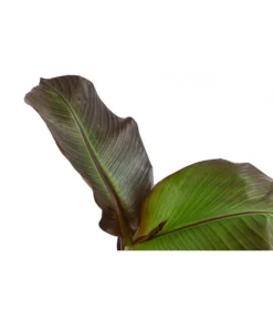 Rote Zierbanane 'Maurelii' -Pflanzen Promotion Geschäft 8224982 WE DE 001 EnseteVentricosumMaurelliT14