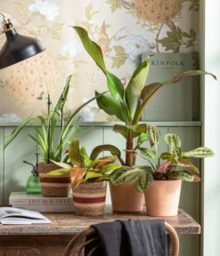 Rote Zierbanane 'Maurelii' -Pflanzen Promotion Geschäft 8224982 WE MO 001 EnsereMaurelli