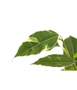 Birkenfeige - Ficus Benjamina 'Twilight' -Pflanzen Promotion Geschäft 8227225 PR DE 001 FicusBenjaminiTwilightT17DehnerExpressHerzig