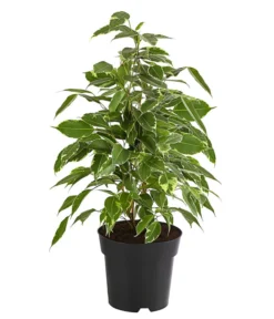 Birkenfeige - Ficus Benjamina 'Twilight'