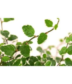 Pflanzen Promotion Geschäft -Pflanzen Promotion Geschäft 8227316 WE DE 001 FicusPumilaWhiteSunnyT12