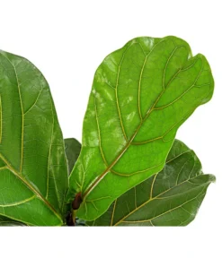 Geigenfeige - Ficus Lyrata 7 Geigenfeige - Ficus Lyrata -Pflanzen Promotion Geschäft 8227571 PR DE 001 FicusLyrataGeigenfeigeT17DehnerExpressHerzig