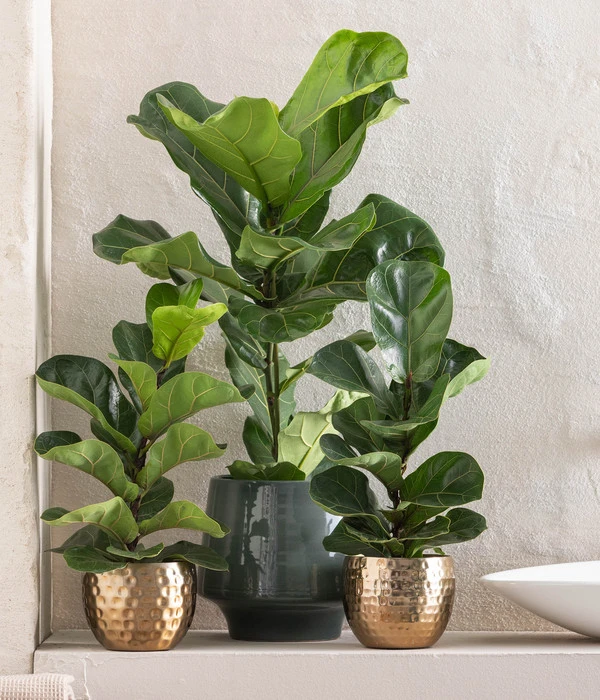 Geigenfeige - Ficus Lyrata 2 Geigenfeige - Ficus Lyrata – Bild 2