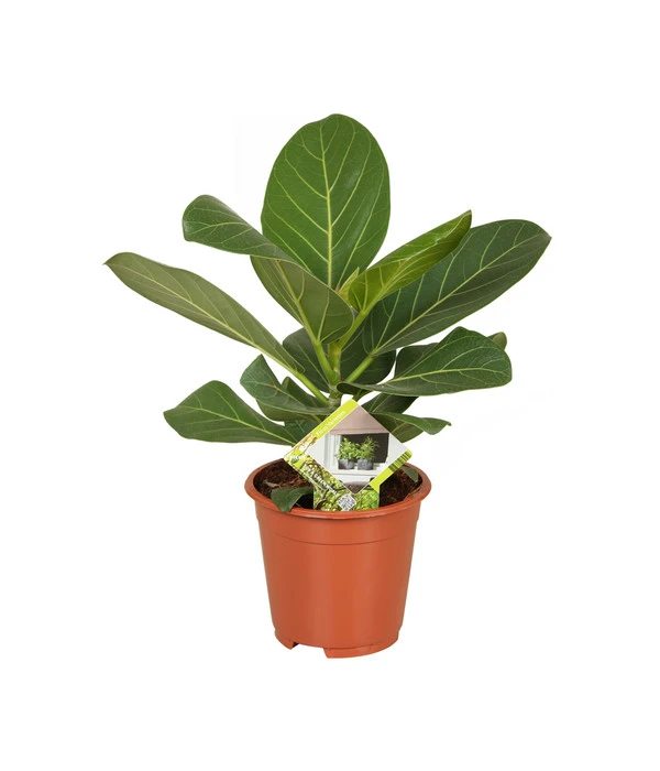 Banyanbaum - Ficus Benghalensis 'Audrey' 1 Banyanbaum - Ficus Benghalensis 'Audrey'