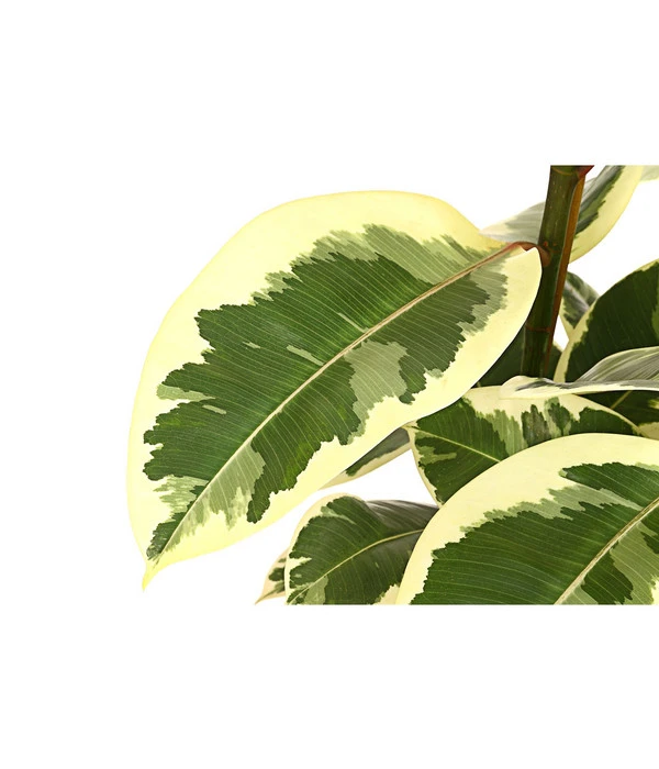 Gummibaum - Ficus Elastica, Verschiedene Sorten 4 Gummibaum - Ficus Elastica, Verschiedene Sorten – Bild 4