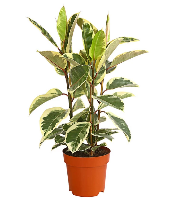 Gummibaum - Ficus Elastica, Verschiedene Sorten 3 Gummibaum - Ficus Elastica, Verschiedene Sorten – Bild 3