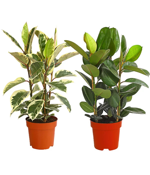 Gummibaum - Ficus Elastica, Verschiedene Sorten 1 Gummibaum - Ficus Elastica, Verschiedene Sorten