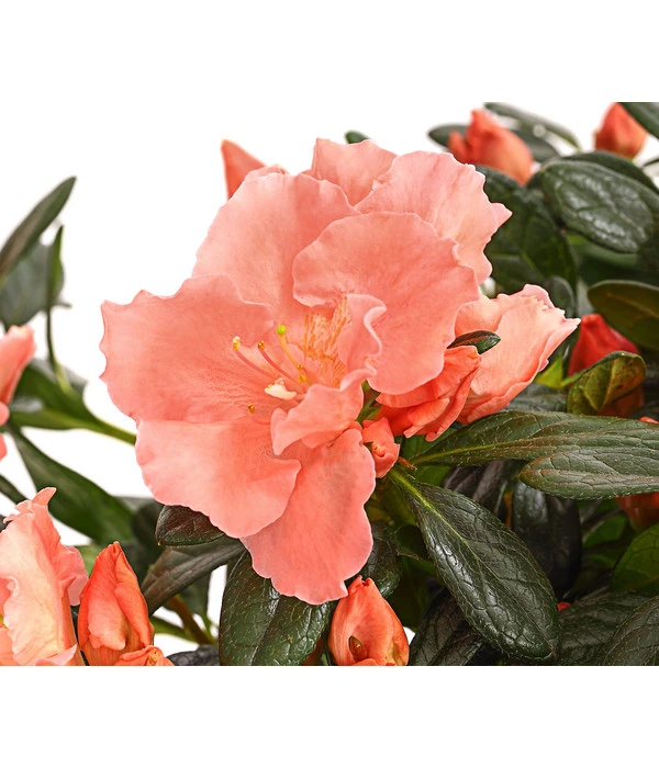 Zimmerazalee - Rhododendron Simsii 'Toshi London' 2 Zimmerazalee - Rhododendron Simsii 'Toshi London' – Bild 2