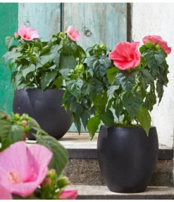 Sumpf-Roseneibisch -Pflanzen Promotion Geschäft 8233520 8587826 PR MO 006 HibiscusMoscheutosBL0218