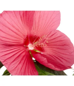 Sumpf-Roseneibisch -Pflanzen Promotion Geschäft 8233520 PR DE 001 HibiskusHibiscusMoscheutusT23SumpfeibischMagentaRotDehnerExpressZS
