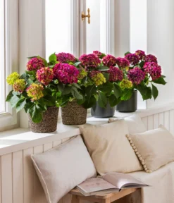 Hortensie - Hydrangea Macrophylla 'Red Beauty®' -Pflanzen Promotion Geschäft 8234429 4439196 4439204 4439212 WE MO 001 HortensieLila