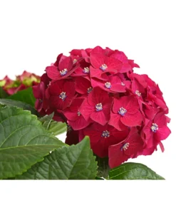 Hortensie - Hydrangea Macrophylla 'Red Beauty®' -Pflanzen Promotion Geschäft 8234429 WE DE 001 HortensieHydrangeaRedBeautyT14DehnerExpressHerzig