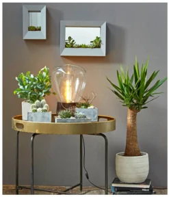 Goldtüpfelfarn - Phlebodium Aureum 'Blue Star' -Pflanzen Promotion Geschäft 8235236 PR MO 001 SukkulentenBild2 8253551 3266335 2149649