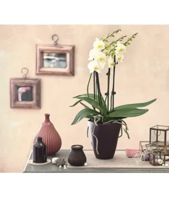 Schmetterlingsorchidee - Phalaenopsis Cultivars 'Multiflora' 5 Schmetterlingsorchidee - Phalaenopsis Cultivars 'Multiflora' -Pflanzen Promotion Geschäft 8236242 PR MO 001 Phalaenopsis5 6TrieberDehnerExpressHerzig