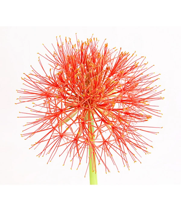 Feuerball-Lilie - Blutblume 2 Feuerball-Lilie - Blutblume – Bild 2