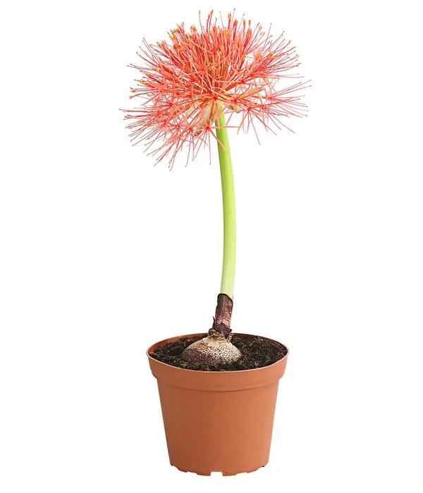 Feuerball-Lilie - Blutblume 1 Feuerball-Lilie - Blutblume