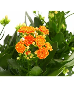 Flammendes Käthchen - Kalanchoe Blossfeldiana, Gefüllt -Pflanzen Promotion Geschäft 8240541 WE DE 001 FlammendesKaethchenKalanchoeOrangeGefuelltT13OWDehnerExpressHerzig