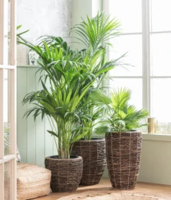 Pflanzen Promotion Geschäft -Pflanzen Promotion Geschäft 8240764 WE MO 001 Howea