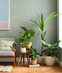 Rundblättrige Schirmpalme - Livistona Rotundifolia -Pflanzen Promotion Geschäft 8240764 WE MO 003 Exoten Schirmpalme