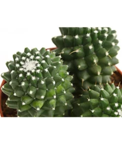 Warzenkaktus - Mammilaria, Verschiedene Sorten -Pflanzen Promotion Geschäft 8242190 PR DE 001 MammillariaT10 5DehnerExpressHerzig