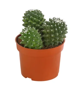 Warzenkaktus - Mammilaria, Verschiedene Sorten -Pflanzen Promotion Geschäft 8242190 PR FS 001 MammillariaT10 5DehnerExpressHerzig