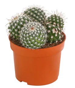 Pflanzen Promotion Geschäft -Pflanzen Promotion Geschäft 8242190 PR FS 002 MammillariaT10 5DehnerExpressHerzig