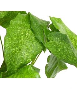 Korbmarante - Calathea Mosaica -Pflanzen Promotion Geschäft 8242844 PR DE 001 CalatheaMosaicaT14DehnerExpressHerzig