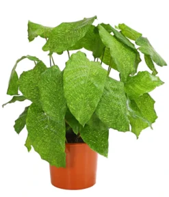 Korbmarante - Calathea Mosaica